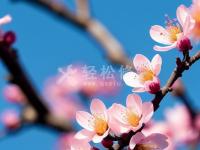 法穆兰手表机芯型号大全